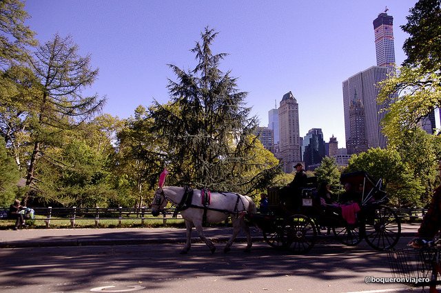 Carriage rides in Central Park