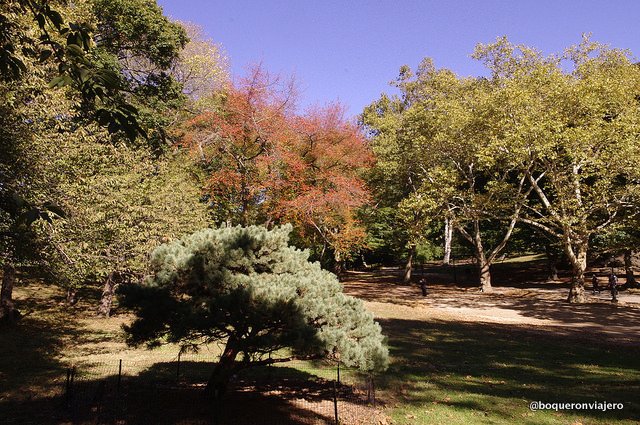 Different colored leaves in Central Park