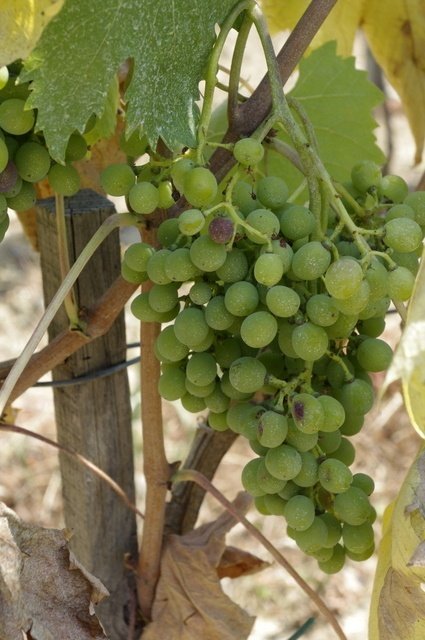 Sangiovese grapes at Il Palagio