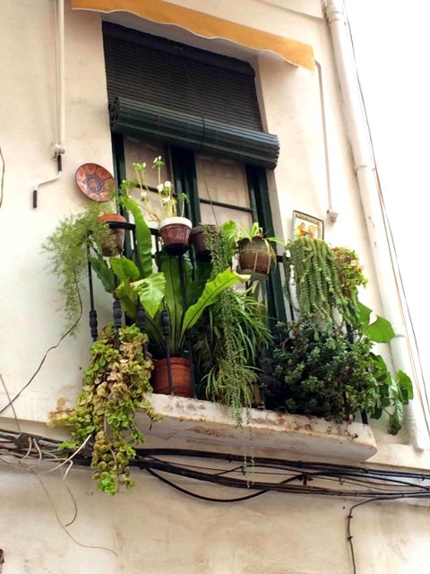 Balcony full of plants in El Perchel, Málaga