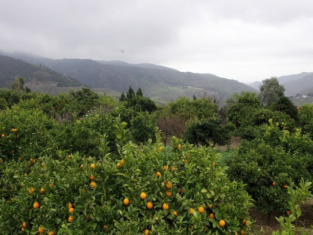 The orange groves and mountains in Carratraca, Málaga.