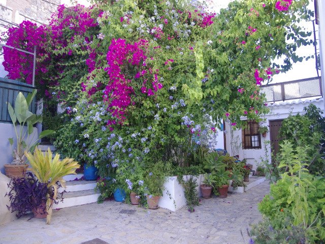 The beautiful flowers at this house in Salobreña