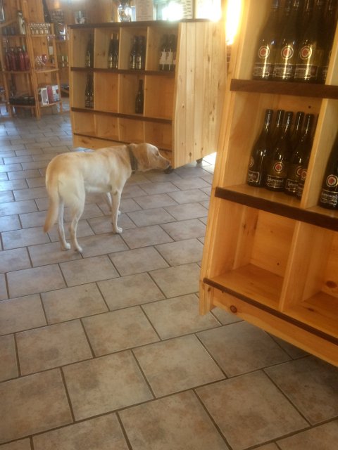 One of the dogs at Lakewood Vineyards Finger Lakes New York