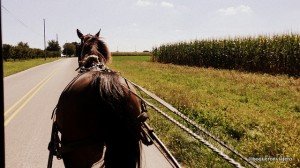 Paseando por las granjas Amish
