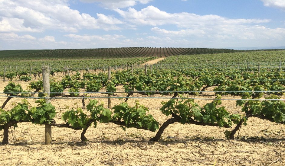 Viñas en La Rioja Alavesa con Thabuca Wine Tours