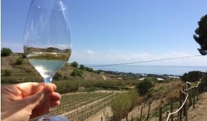 Probando vino blanco de la zona en el Catalan Countryside Day Trip con Devour Barcelona