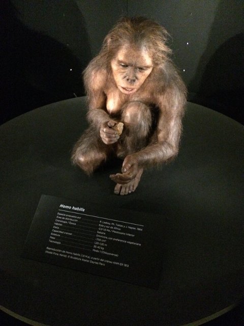 Model of Homo Habilis at the Museum of Human Evolution in Burgos